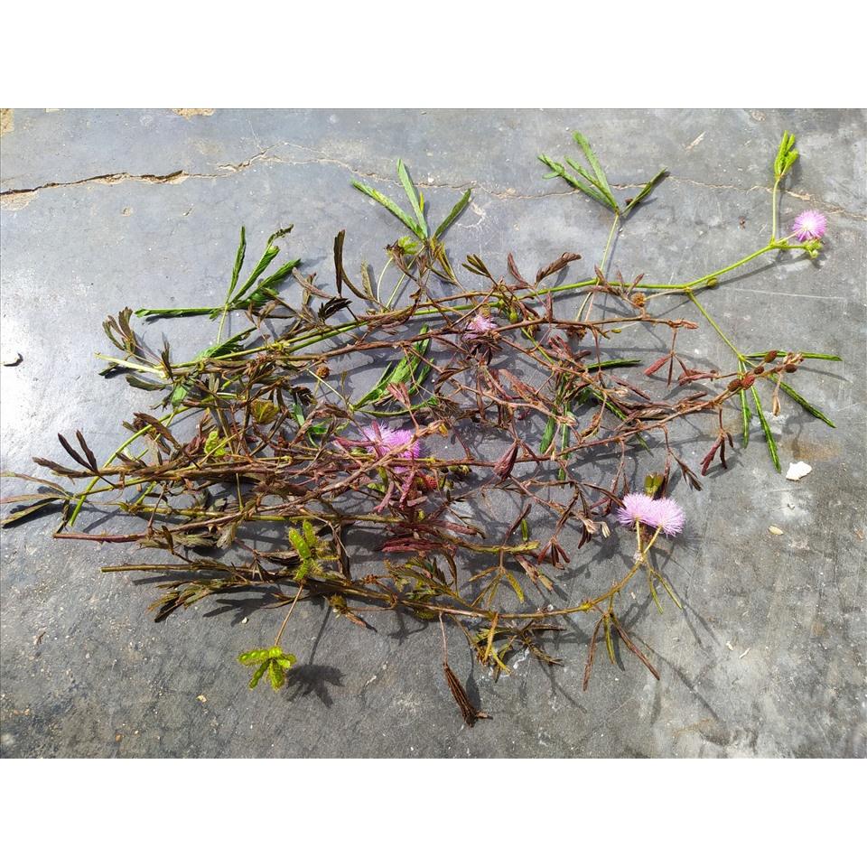 Cây xấu hổ tía, cây trinh nữ - cây giống