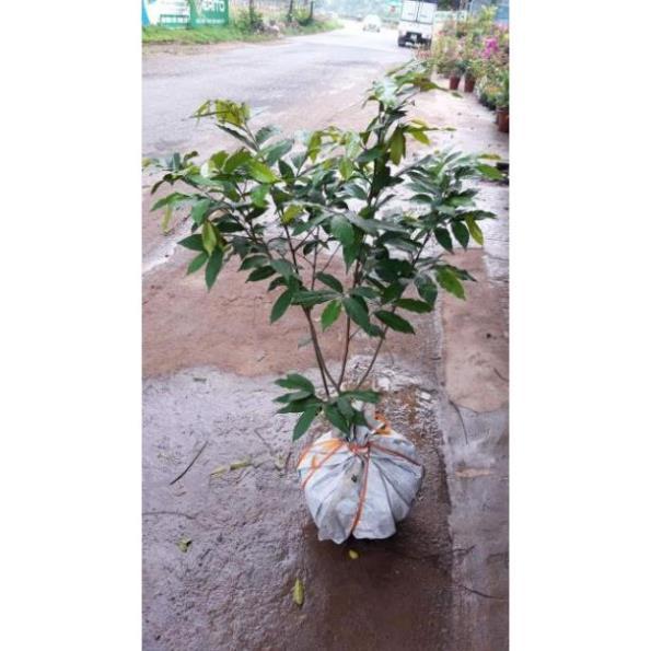 Sản phẩm CÂY HOA DẺ