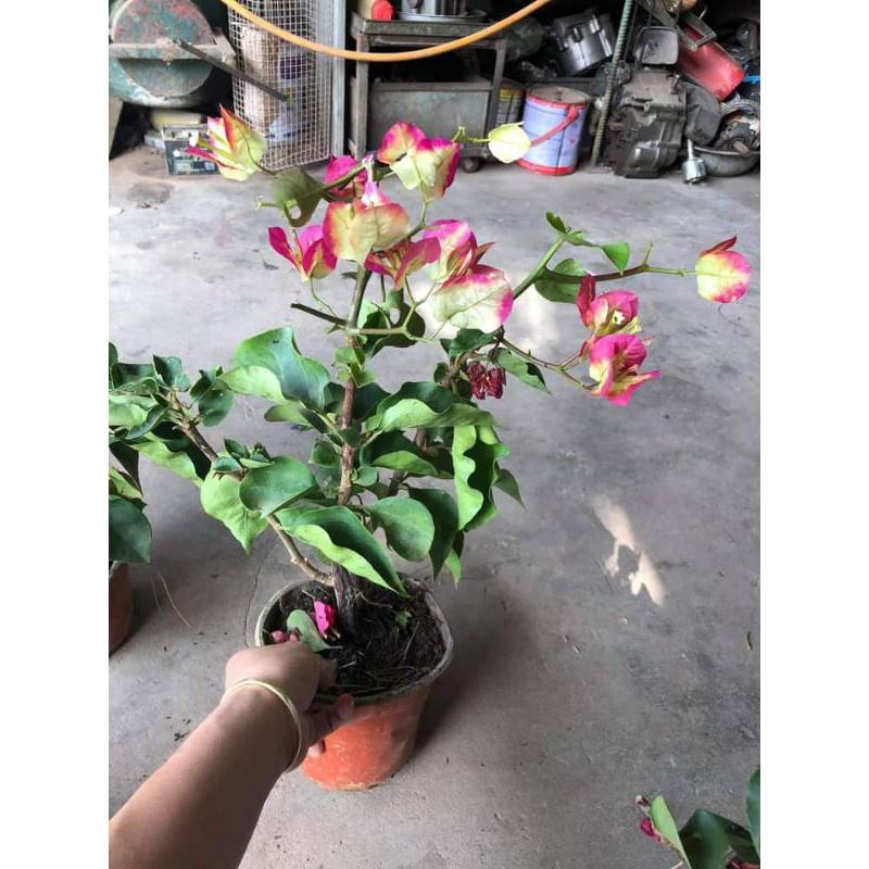 Cây Giống Hoa Giấy Đổi Màu tặng 2 cây chè xanh