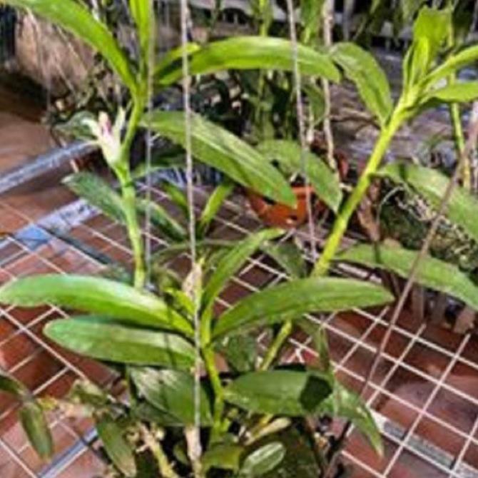 Hoa lan phi điệp -ám lào