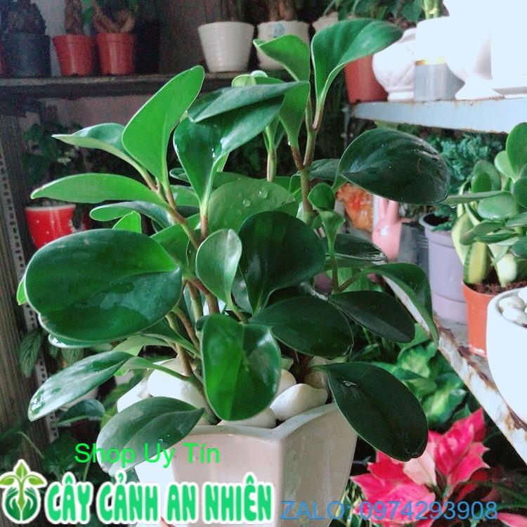 Chậu Cây Trường Sinh