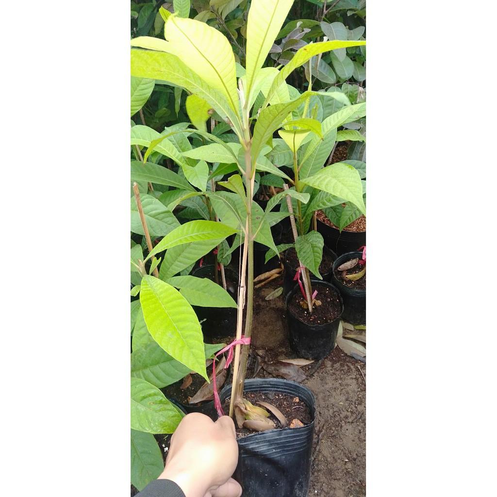 Cây hồng xiêm ruột đỏ khủng lồ