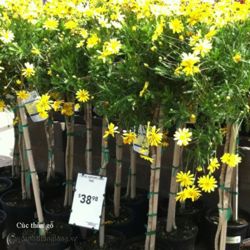 500 HẠT GIỐNG CÚC THÂN GỖ