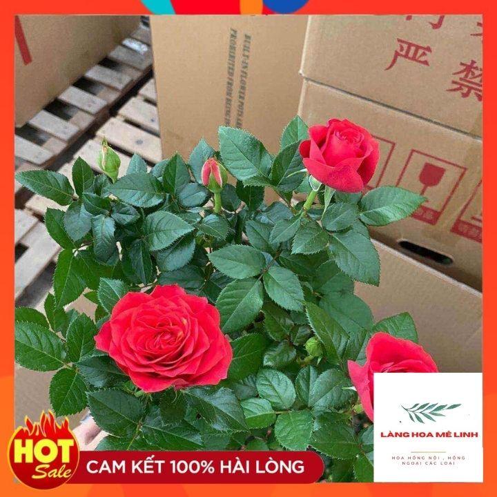 Hoa hồng Tezza ĐỎ NHUNG - giống hồng mini mới