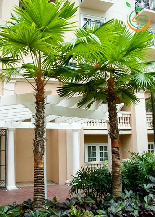 Cây giống Cọ Chỉ chuẩn giống
