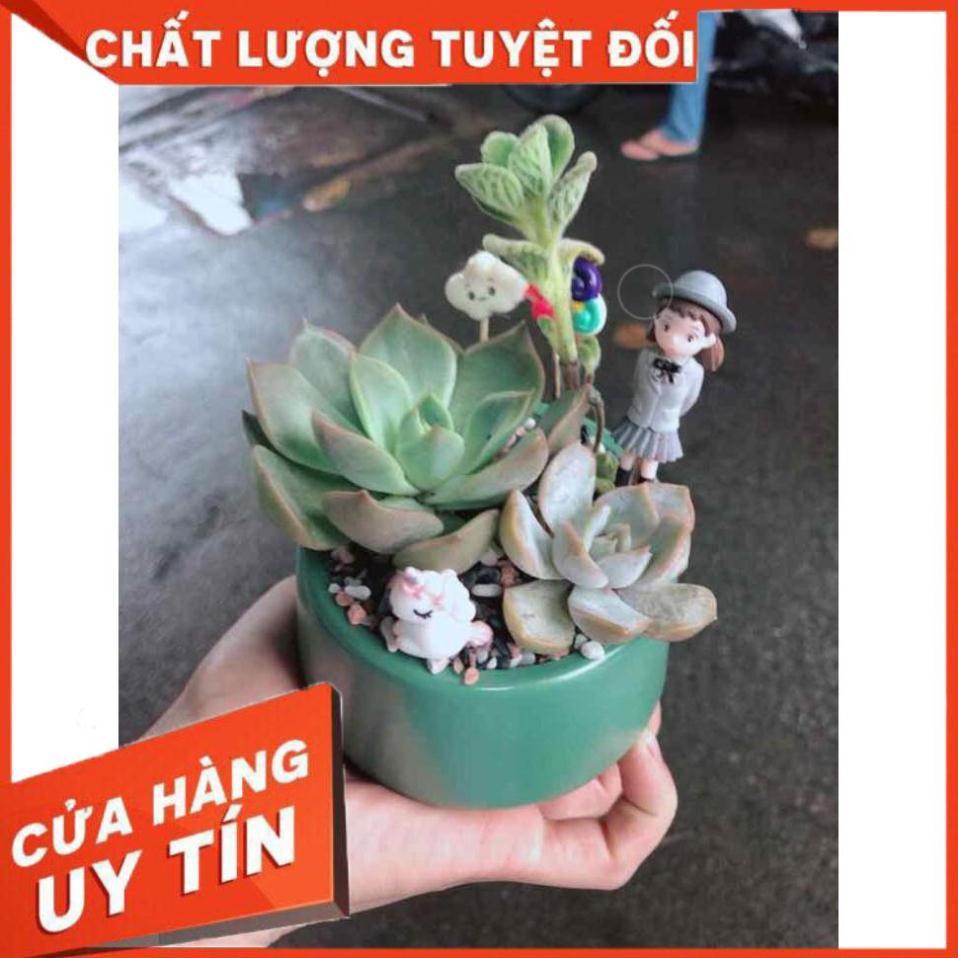 Chậu sen đá tiểu cảnh Nhiều Người Mua