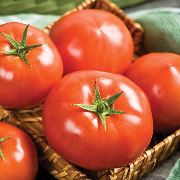 Cà chua beef Vietgap Đà Lạt