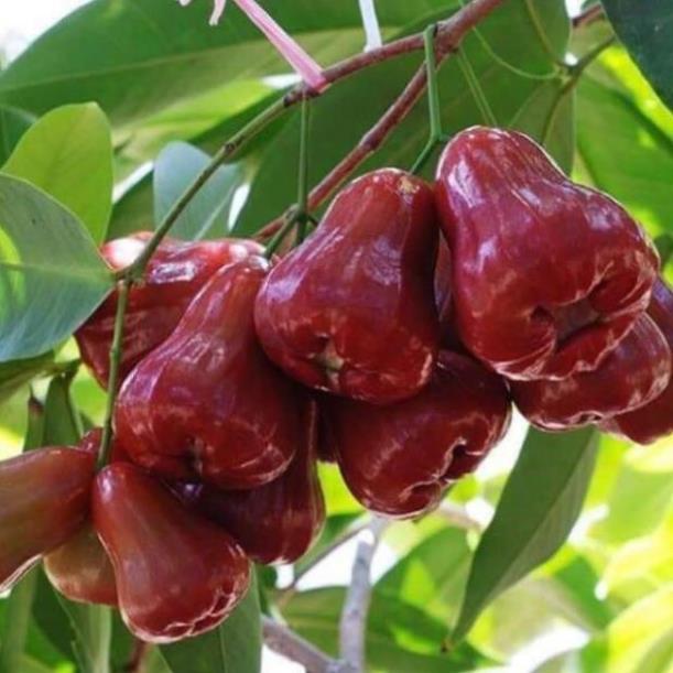 Sản phẩm CÂY GIỐNG ROI ĐỎ