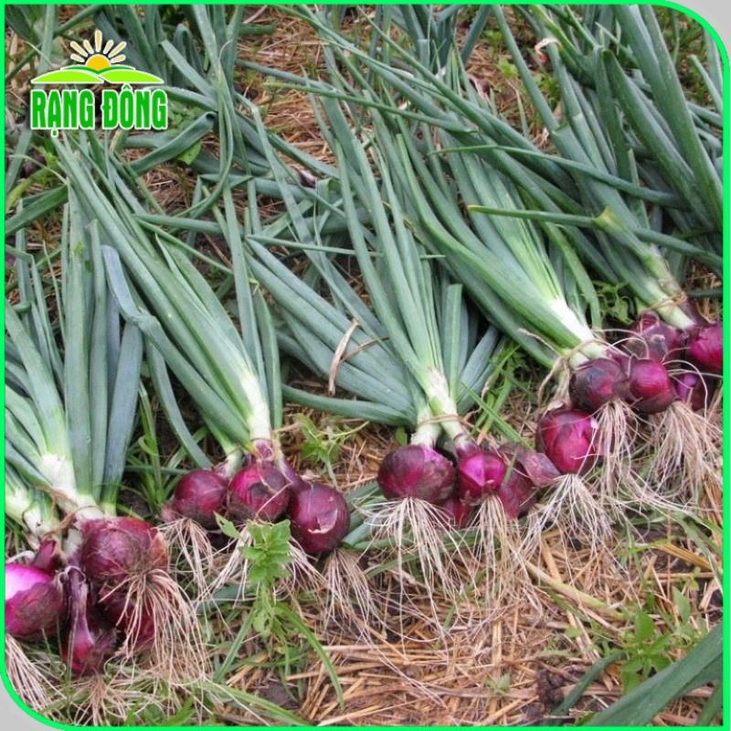 Hạt giống Hành Tây Đỏ Salad Red 027 (2g~300 hạt) củ to, sinh trưởng khỏe, trồng quanh năm - Hạt giống Rạng Đông