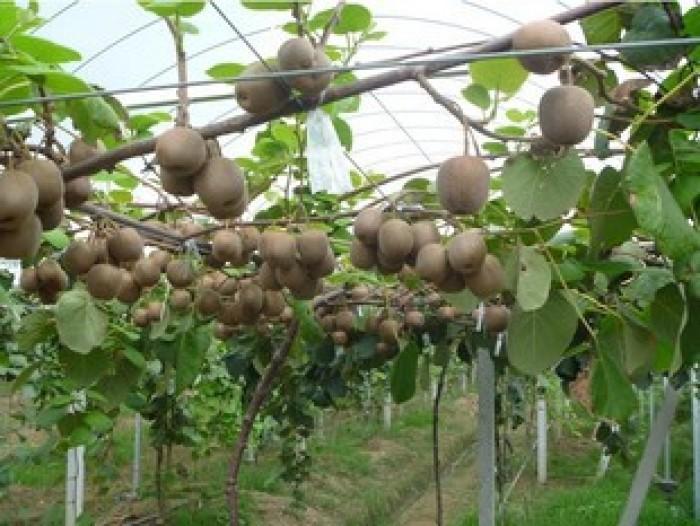 Cây kiwi, cây kiwi giống, cây nhập khẩu, quả chất lượng
