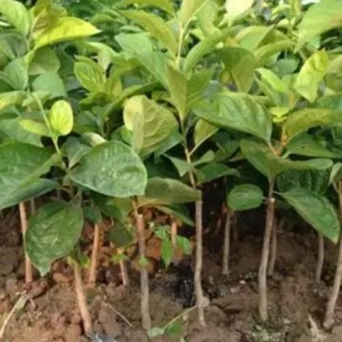 Cây HỒNG GIÒN cam kết chất lượng