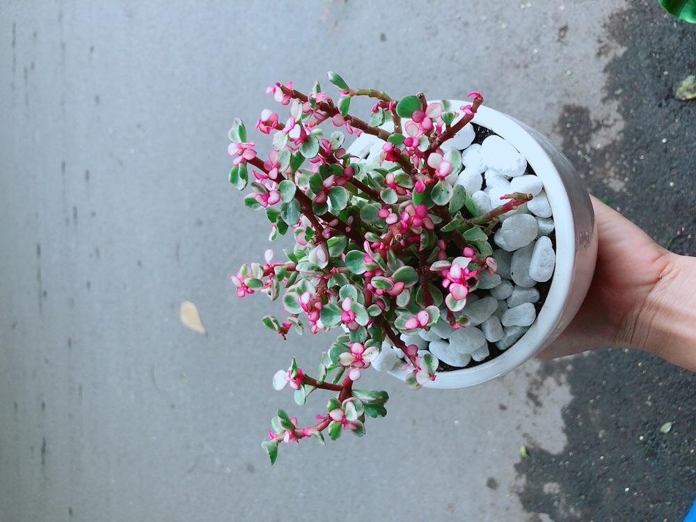 Chậu Cây Cành Vàng Lá Ngọc