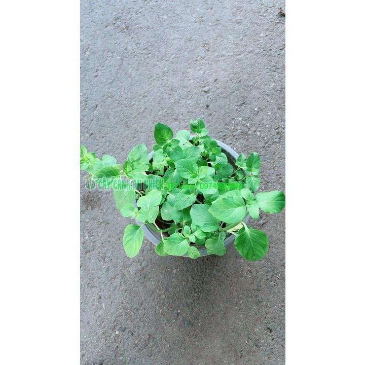 Chậu Bạc Hà Âu-Euromint