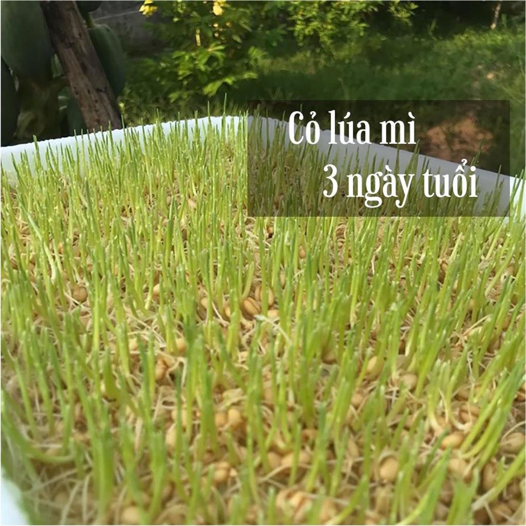 Gói 1kg Hạt giống mầm lúa mỳ , mầm lúa mạch giàu dinh dưỡng giúp giảm stress, giảm cân, tăng sức đề kháng