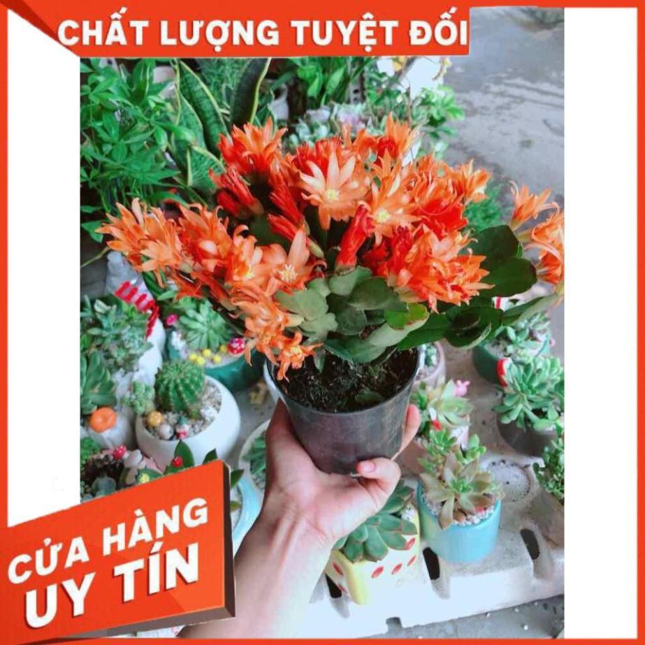 Chậu hoa quỳnh Nhiều Người Mua