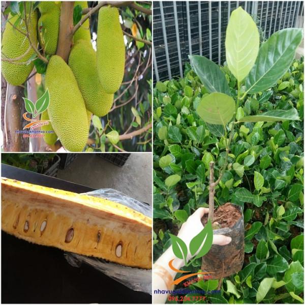 Cây mít quả dài, giống Cây MÍT QUẢ DÀI MALAYSIA