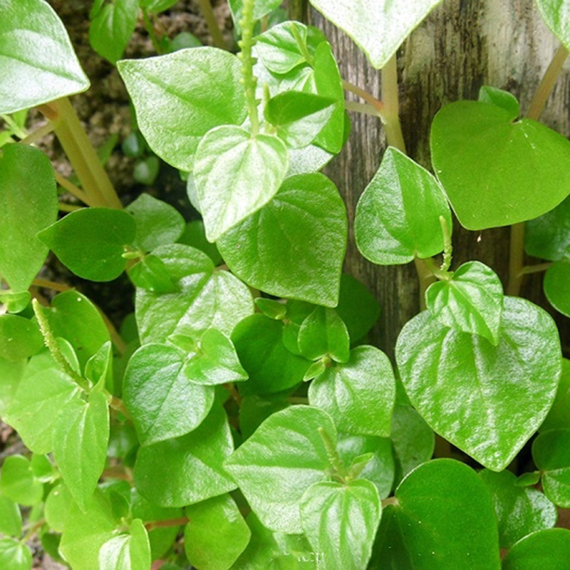 Hạt giống Rau càng cua 666
