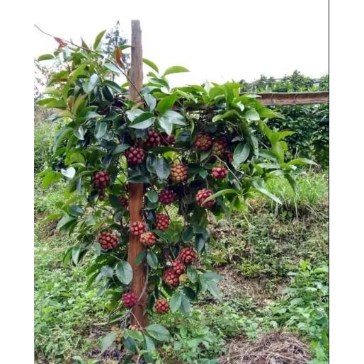 CÂY GIỐNG NA ĐỎ CAO SẢN