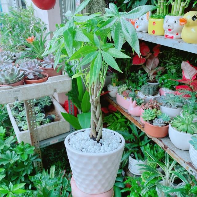 Chậu Kim Ngân Thắt Bính