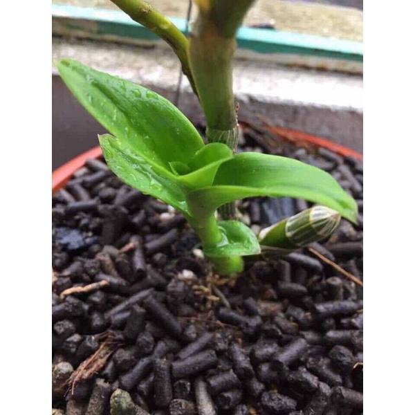 Chế phẩm Ngư ông đắc lợi. Không phải chất bám dính. Siêu hấp thụ,thẩm thấu mạnh tăng hiệu quả phun thuốc và phân bón lá