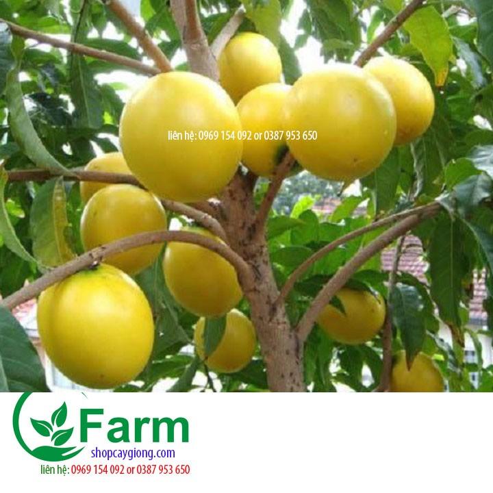 Cây vú sữa hoàng kim cam kết chất lượng