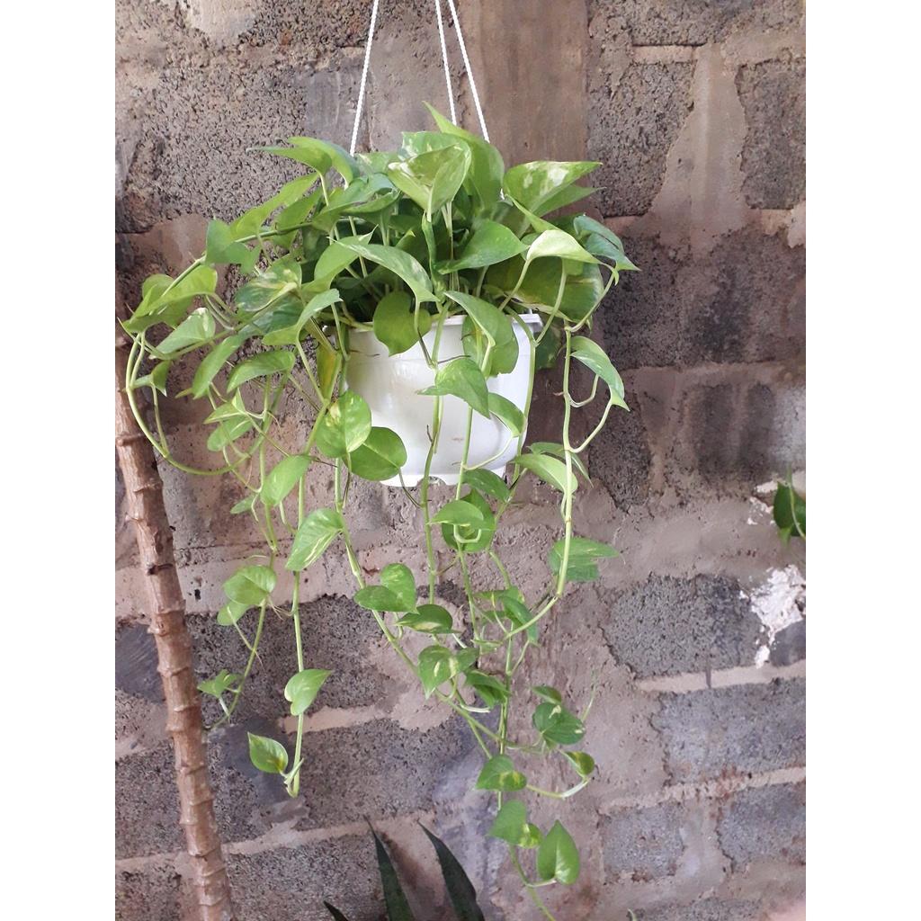 CÂY TRẦU BÀ LEO CỘT  ()