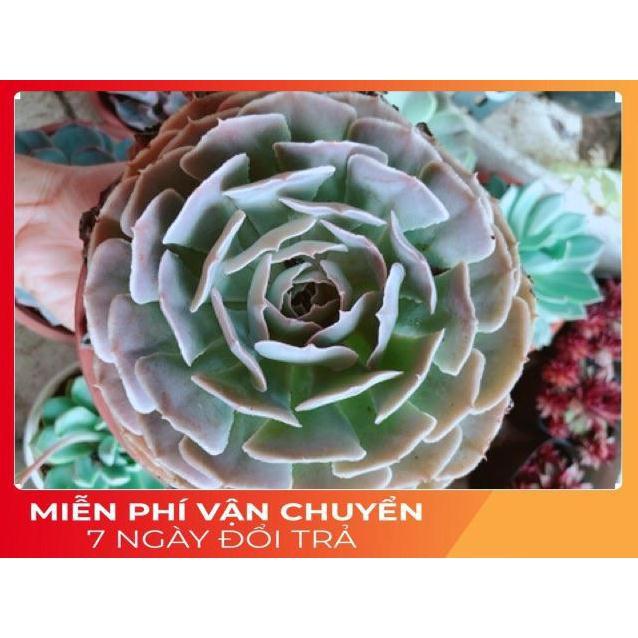 Chậu sen đá bắp cải tím size đại