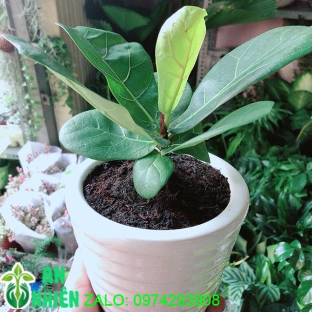 Chậu Cây Bàng Singapore