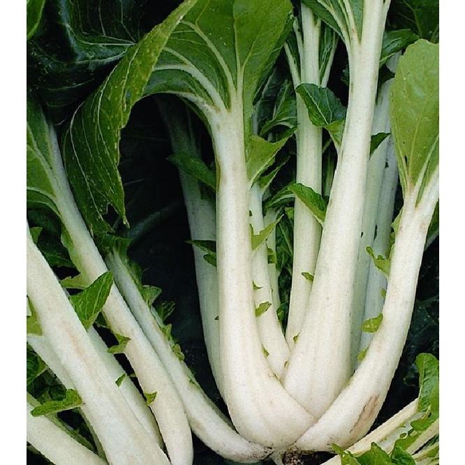 Hạt giống rau cải thìa cao sản KNS3386 - gói 10gram
