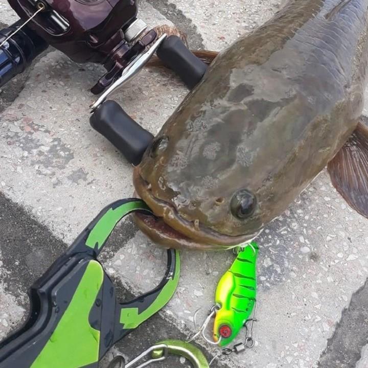 Mồi câu cá giả Orochi 5g 8g và 10g chuyên câu cá lóc sanami fishing
