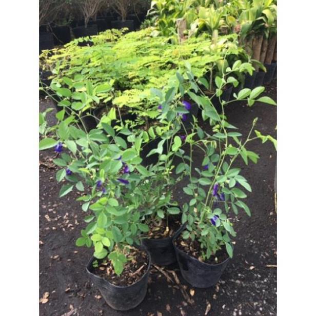 Cây hoa đậu biết