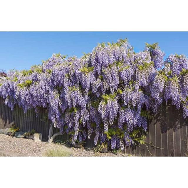 Hoa tử đằng + Tặng 01 cây dâu da đất