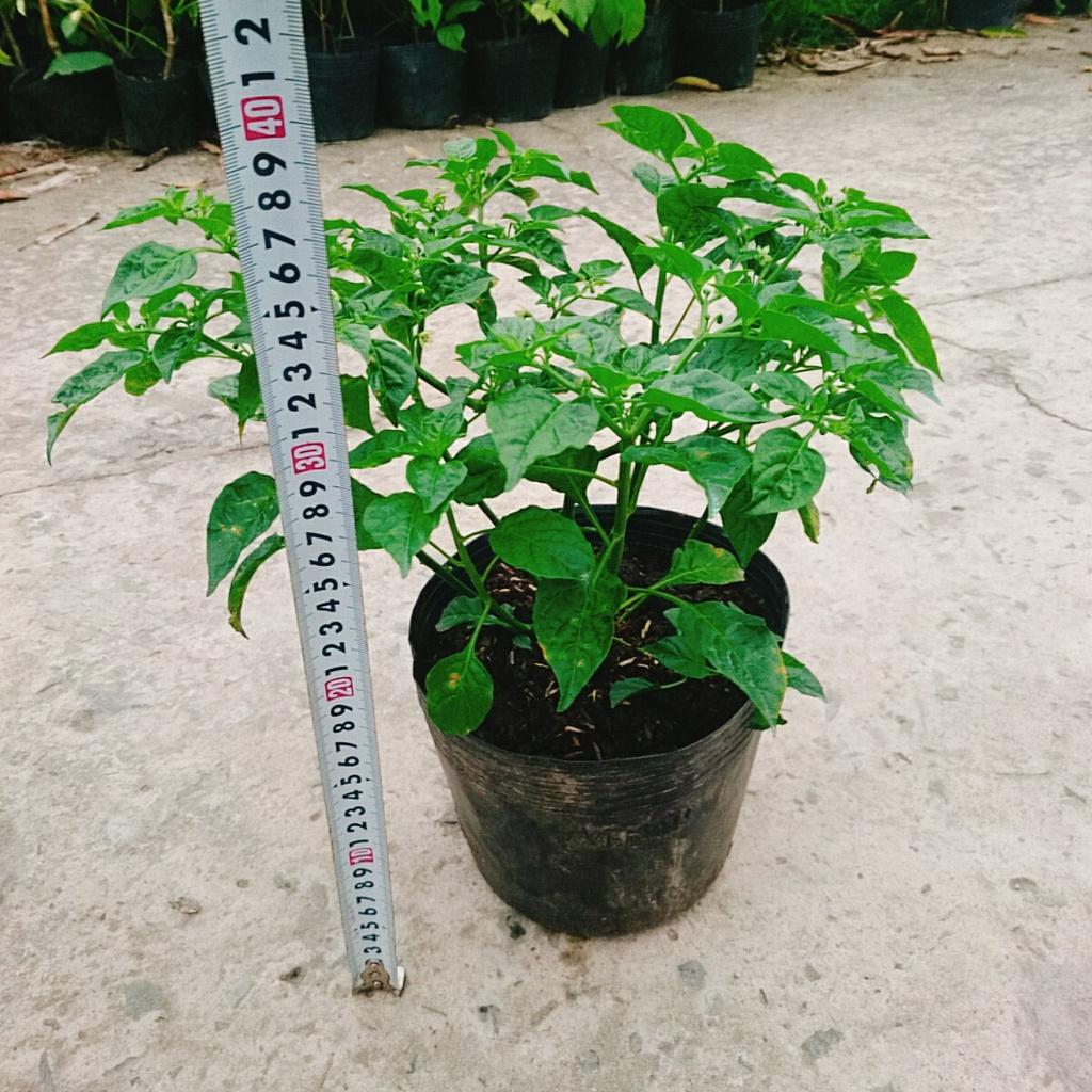 Cây ớt peru - ớt cay nhất thế giới - cây cao 30 cm + tặng phân bón