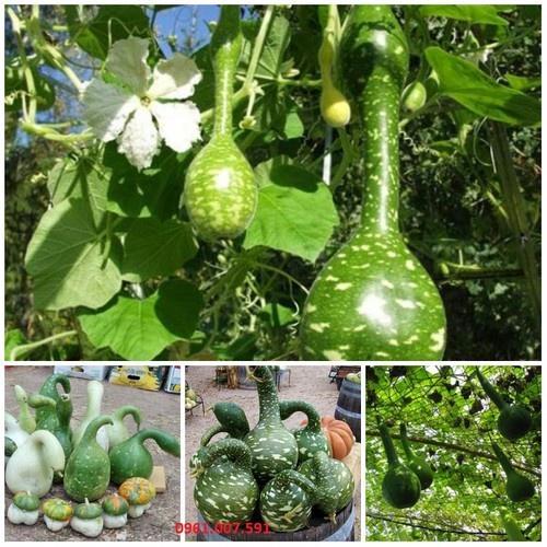 Combo 9 gói hạt giống cây ăn trái ngắn ngày - tặng 1 gói phân bón