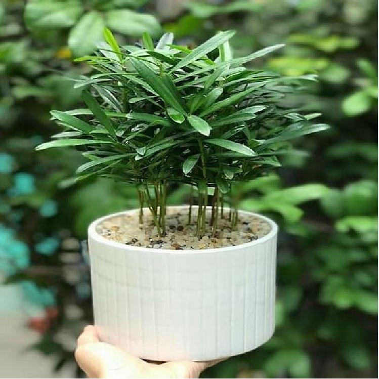 Hat giống cây tùng la hán