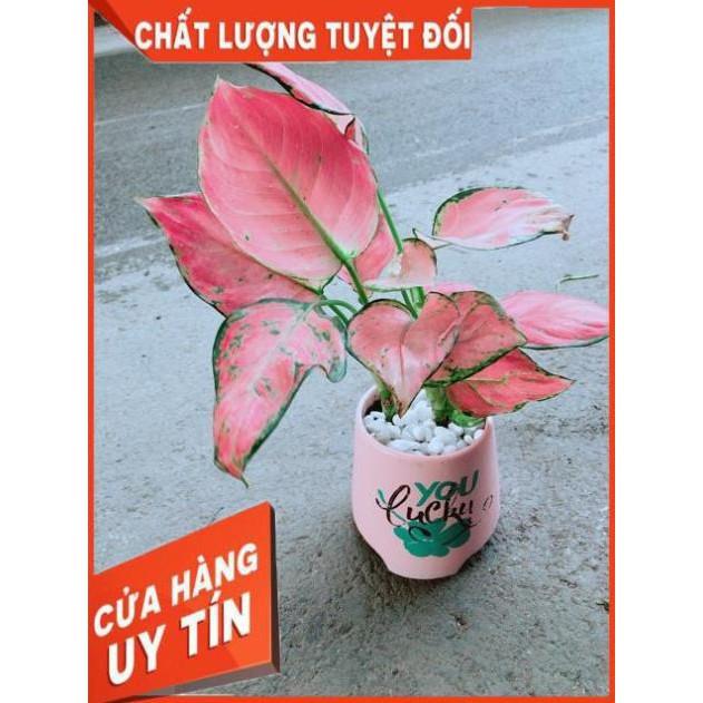 Chậu Vạn Lộc Hồng