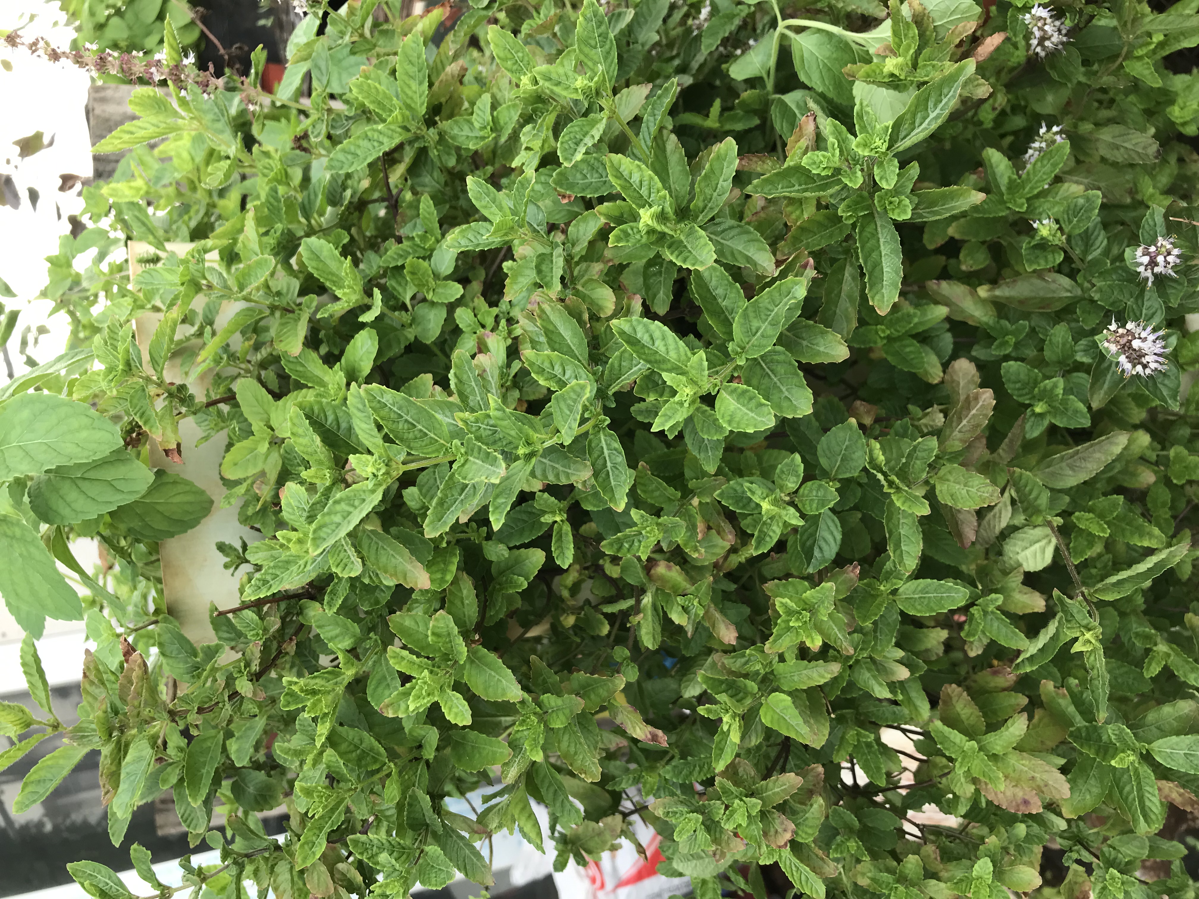 Hạt giống cây sương sáo- gói 100 hạt