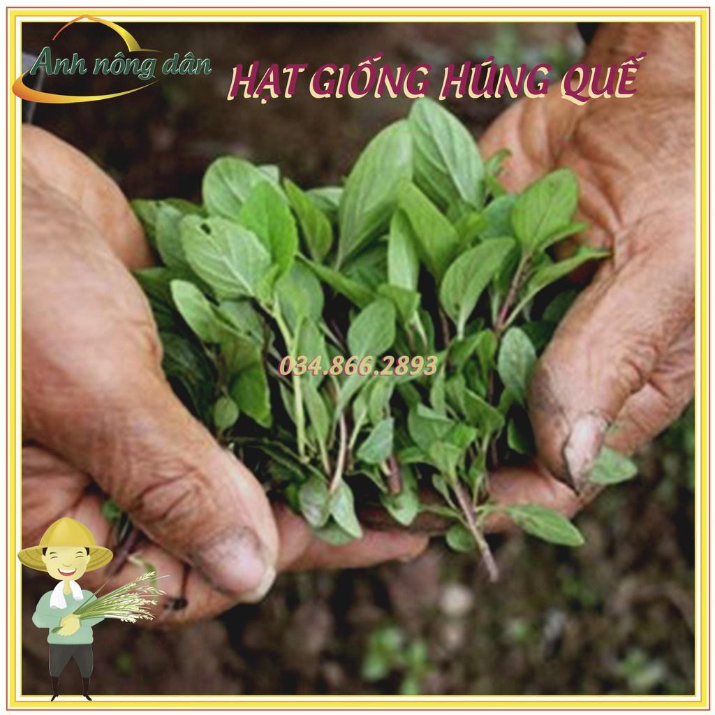 Gói 10g Hạt giống rau húng quế, hạt rau húng chó cao sản