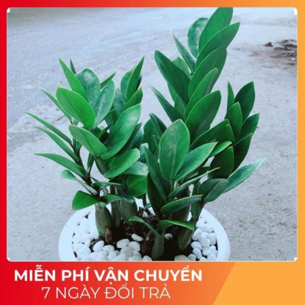 Chậu Kim Tiền