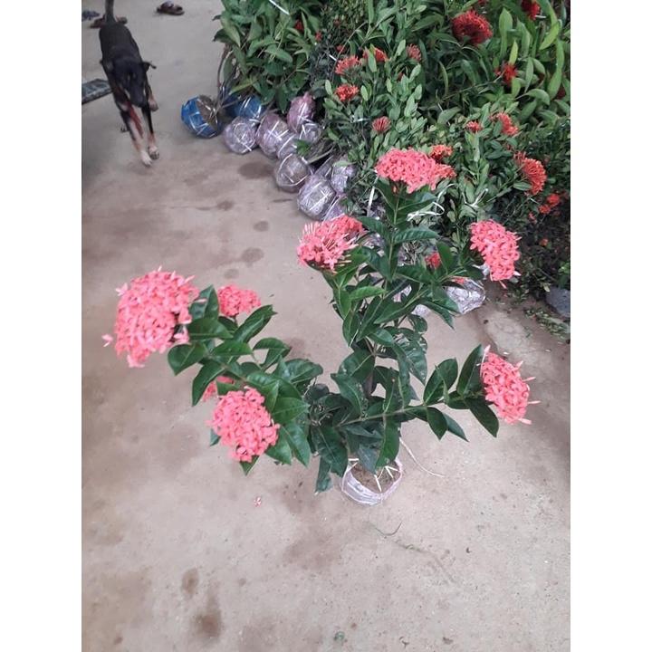 Hoa mẫu đơn đỏ hồng mỹ -bầu cây lớn đang hoa