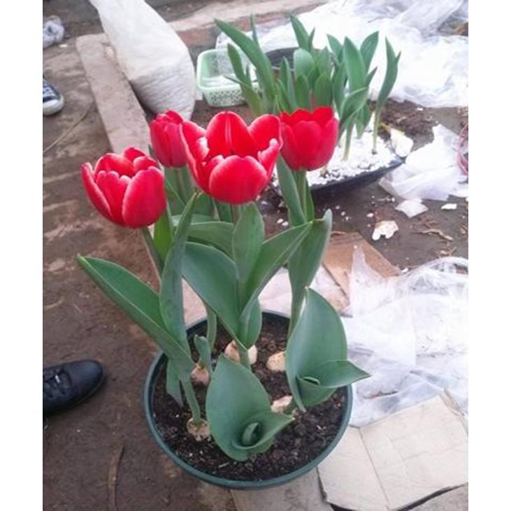 Bộ 5 củ giống hoa tulip hoa màu đỏ