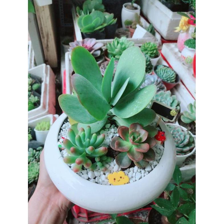 Chậu sen đá mix Bán Chạy