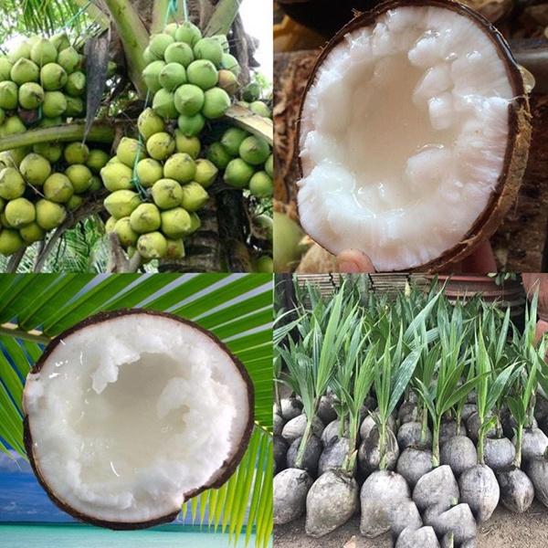 Cây giống dừa sáp ( đặc sản TRÀ VINH - đắt nhất trong các loại dừa )