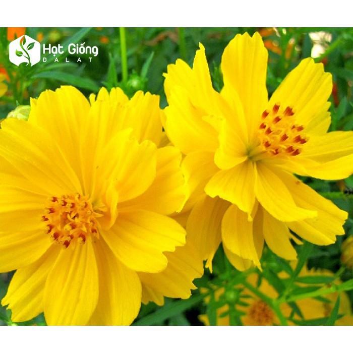 Hạt Giống Cánh Bướm Vàng Lùn Kép- Gói 50 Hạt