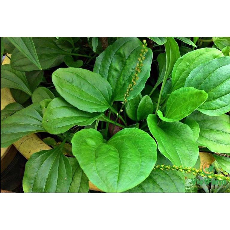 1kg cây bông mã đề tươi -hàng sạch nhà trồng