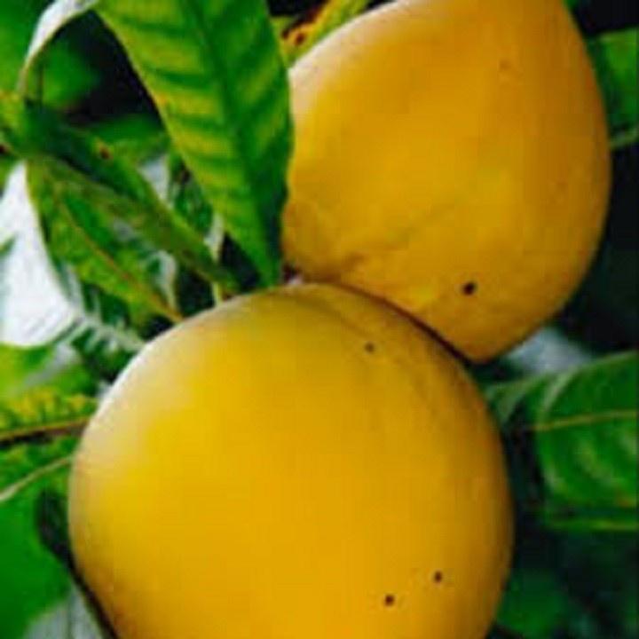 CÂY TRỨNG GÀ - Lê ki ma - CÂY TRỨNG GÀ - Lê ki ma
