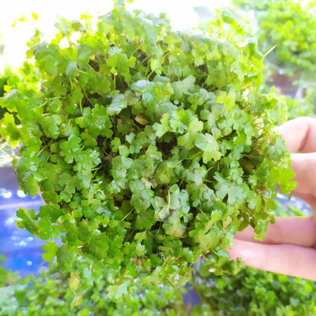 Rau má lá nhỏ--rau má hương
