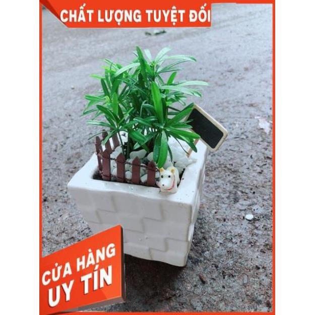 Chậu Tùng Vạn Niên