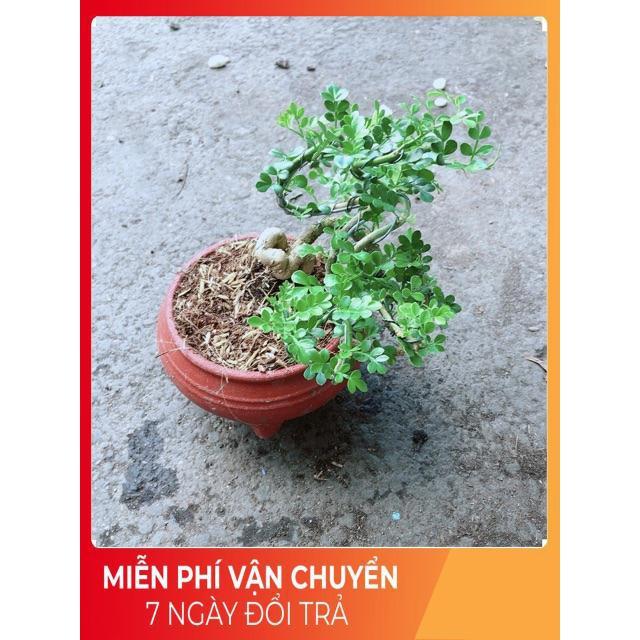 Chậu Cây Cần Thăng