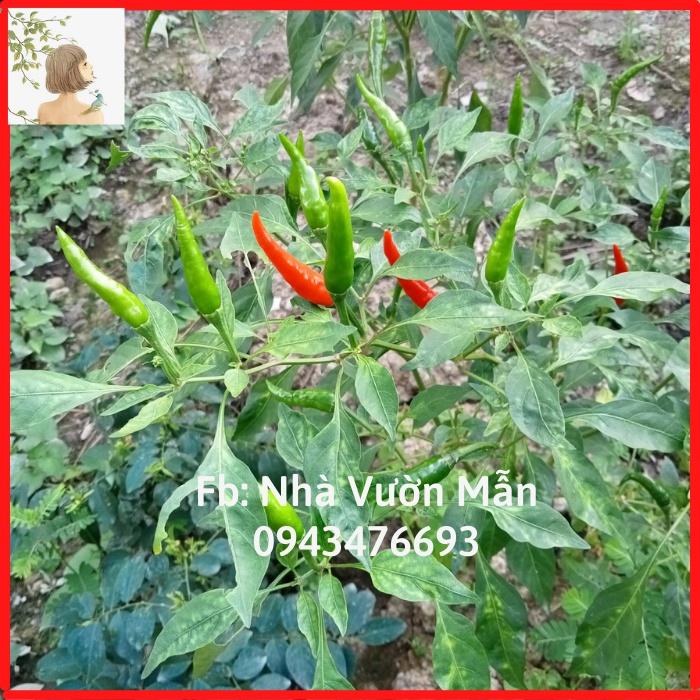 20 Hạt Ớt Hiểm Siêu Cay